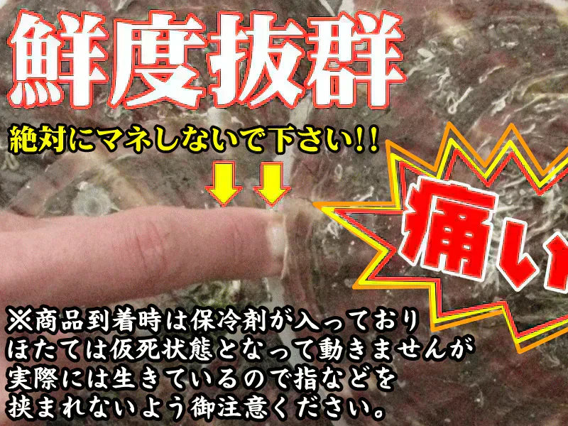 青森 活ほたて 殻付き 中大2キロ（約12枚～18枚）【冷蔵便】 養殖　奇跡の海『むつ湾』からホタテ漁師が贈る逸品