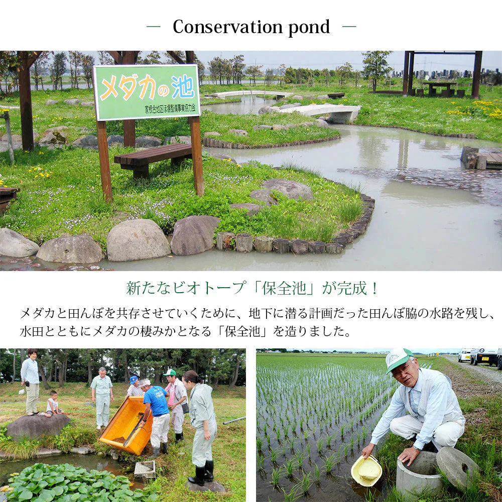 【メダカが泳ぐキレイな田んぼで育ったお米】 めだか米 はえぬき 白米 5kg 山形県産 令和7年産 送料無料 米 5キロ こめ コメ お米 精米 新米 お米5kg はえぬき5kg はえぬき5キロ