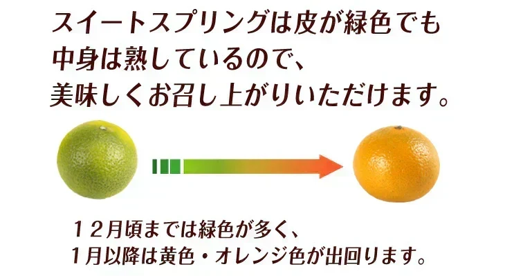 みかん 熊本産 スイートスプリング 10kg ご家庭用 (発送予定：2027年1月下旬より)