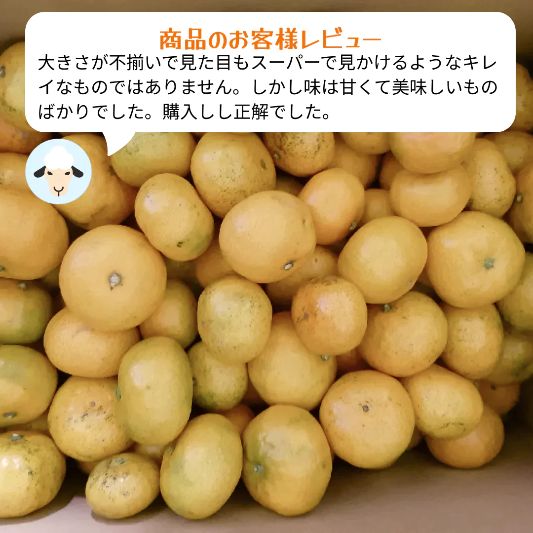 熊本産 みかん 訳あり 約10kg（箱込10kg 9kg+保証分500g）ご家庭用 送料無料 ※不良500g以上の場合は再送対応可能【ご新規さん限定商品】