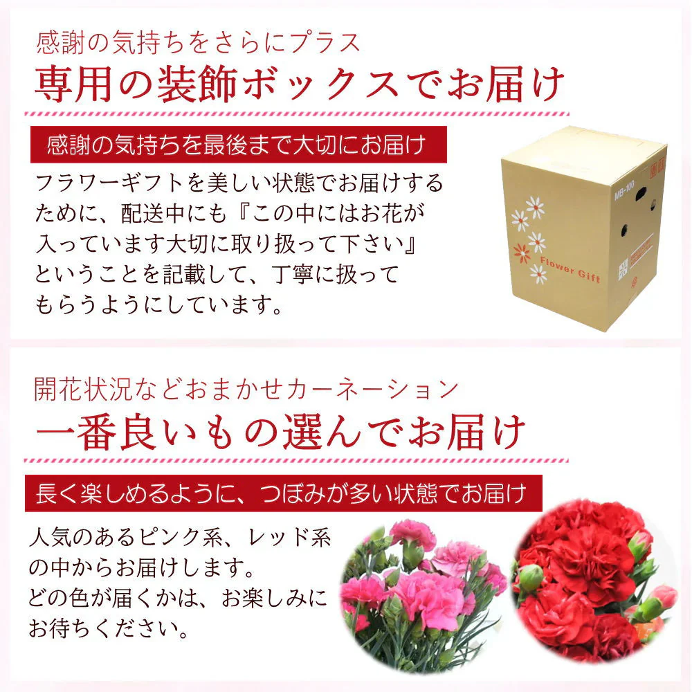 【遅れてゴメン母の日ギフト順次発送】鉢植えカーネーション4号鉢とくまちゃんマドレーヌ4個詰合せラッピング母の日カード付き！可愛いくまちゃんマドレーヌとカーネーション（ピンク系又はレッド系）をお届け