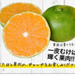 小玉 みかん 送料無料 訳あり みかん 小粒 1.5kg 家庭用 箱買い 果物 小粒 熊本 極早生 柑橘 九州 訳アリ だけど 小玉 で 甘い 蜜柑 わけあり 《9月中旬-9月末頃より発送予定》