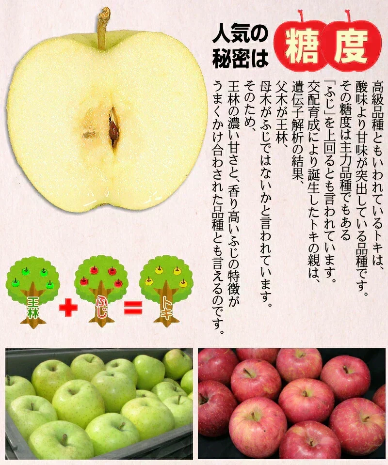 10月9日～発送！青森県産 りんご トキ 5kg箱 家庭用/訳あり ★トキ 家訳 5kg箱