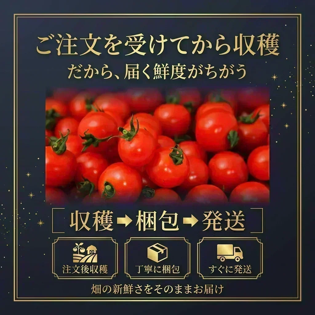 予約【2026年12月前後～2027年2月28日までに順次発送】＼特別栽培農産物／ソムリエ ミニトマト　プラチナ　３００ｇ（補償100g込み）※補償分以上の不良は交換対応可能【 カウシェファーム 収穫対象商品】 トマト 送料無料 ギフト プレゼント 産地直送 産直 完熟 フルーツ お取り寄せ 贈答 贈り物 高糖度 農家直送 熊本 甘い 糖度 お試し 中玉 大玉 新鮮 採れたて お歳暮 人気