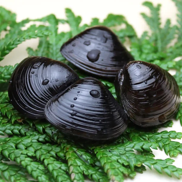 青森県十三湖 純粋しじみ100％ シジミエキス粉末 30g