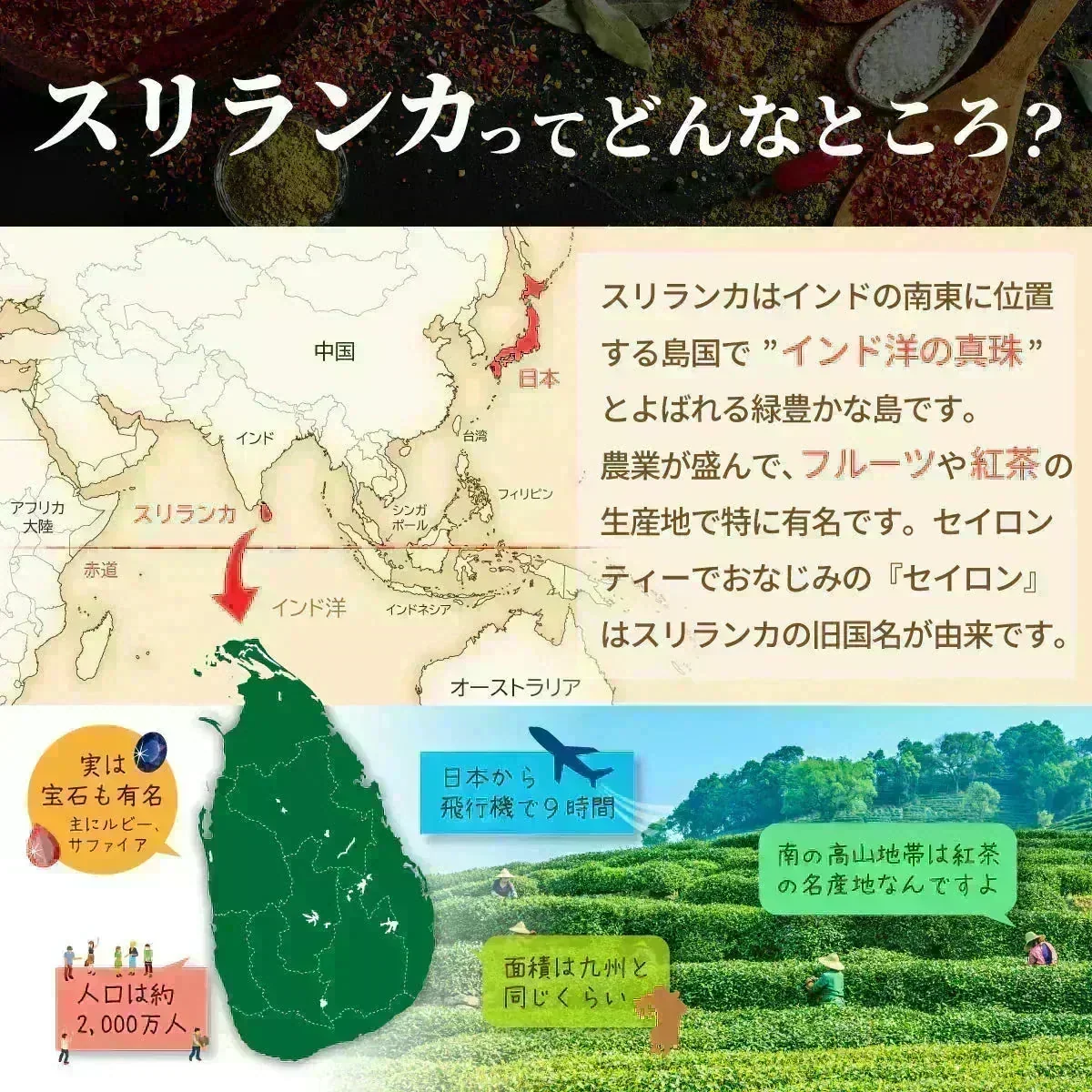 【ご注文殺到につき入荷待ち】セイロンシナモン シナモンパウダー セイロンシナモンパウダー 粉末 オーガニック セイロン シナモン 100% 有機 スリランカ 桂皮 肉桂 高級 100g 有機JAS認定 無添加 無農薬 スーパーフード 美容 健康 はちみつシナモン スパイス 香辛料 業務用
