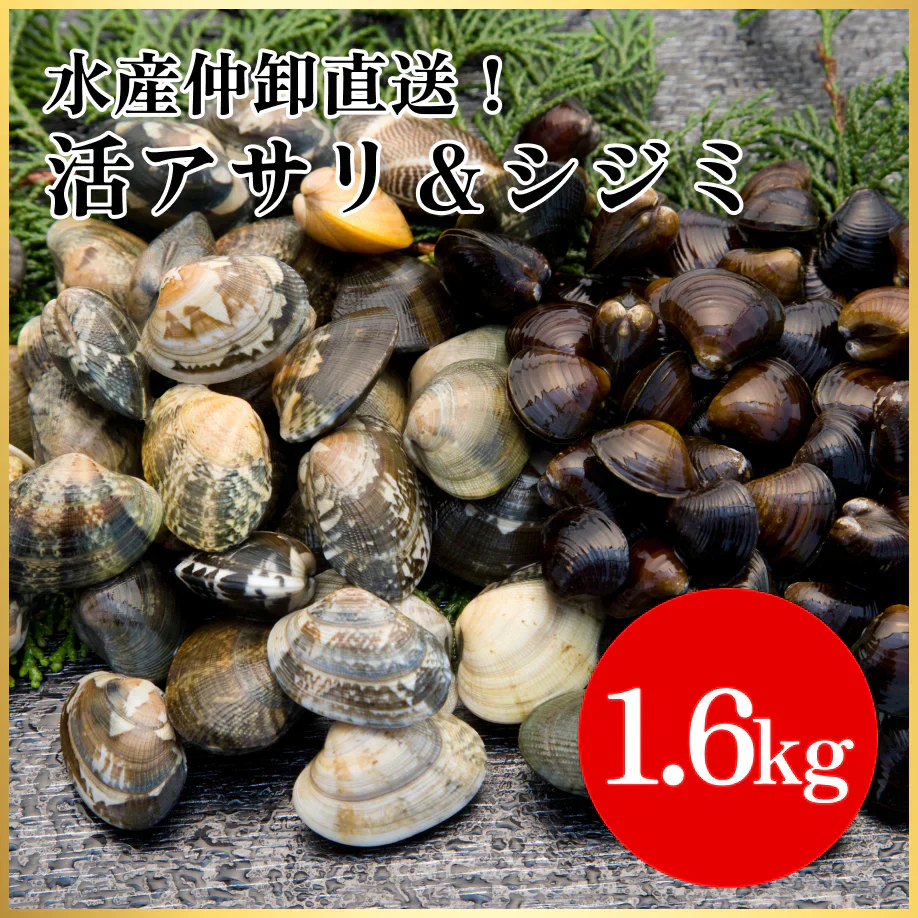 【水産仲卸直送】大人へのご褒美！活アサリ＆シジミを合わせてたっぷり1.6㎏！