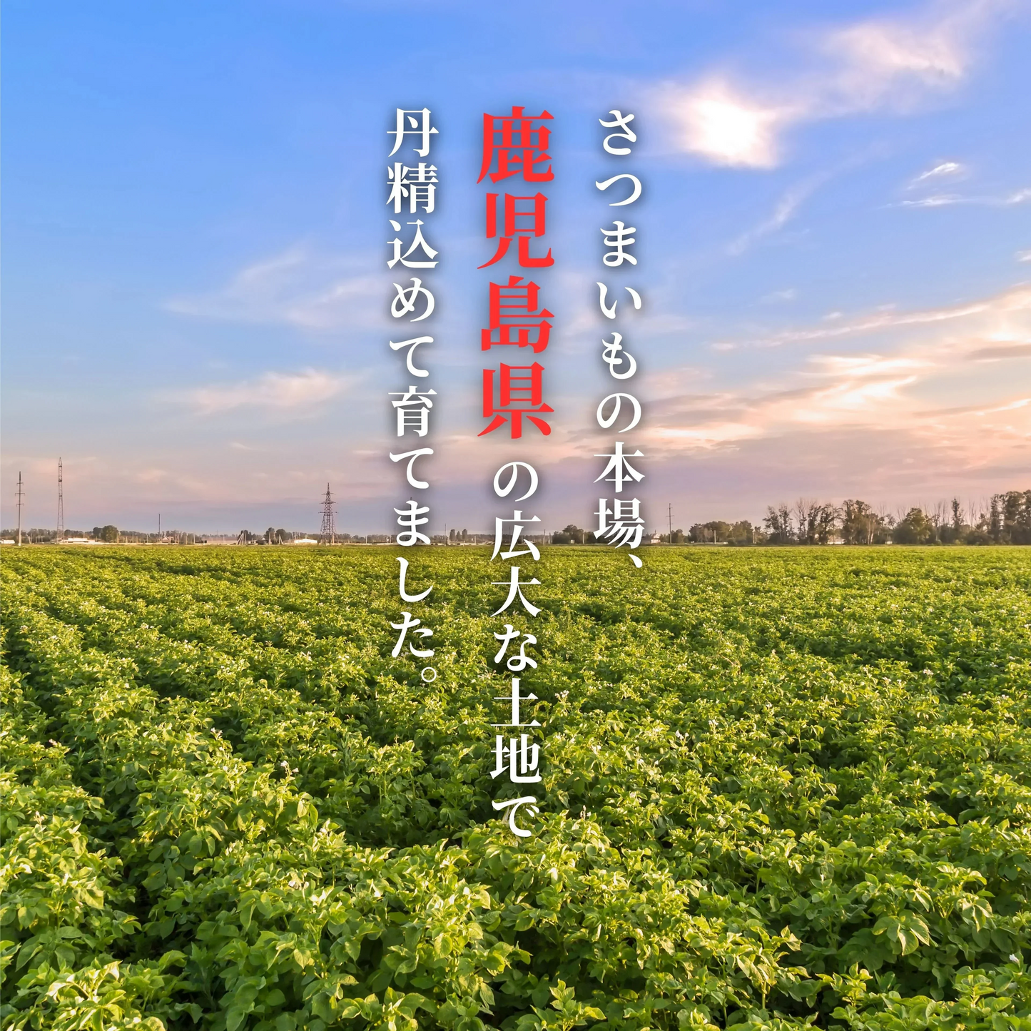 限定価格！焼き芋屋さんが送る 本場の鹿児島県産 紅はるか2kg