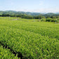 こだわり深蒸し茶100g×2本 お茶 茶葉 お茶の葉 日本茶 緑茶 水出し 静岡茶 カテキン緑茶 深蒸し茶