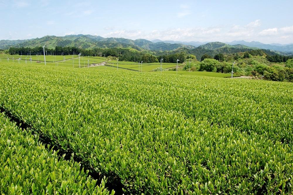 こだわり深蒸し茶100g×2本 お茶 茶葉 お茶の葉 日本茶 緑茶 水出し 静岡茶 カテキン緑茶 深蒸し茶