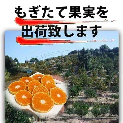 (10月下旬頃から順次発送の予約販売) みかん 2キロ 和歌山県 有田産 有田みかん