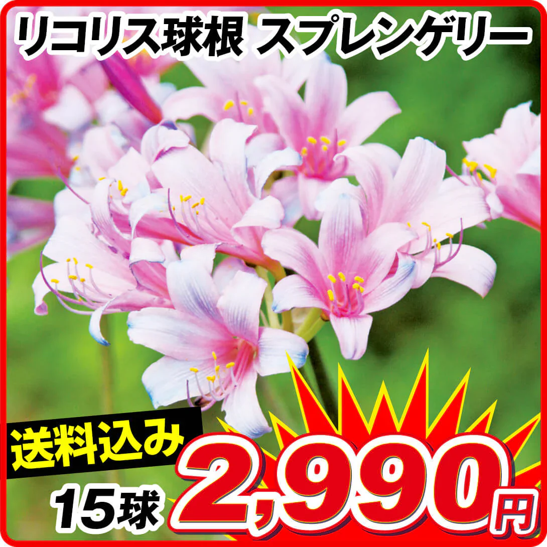 夏植え球根 リコリス スプレンゲリー 15球