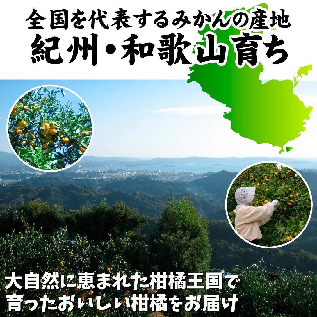 早食べみかん　和歌山産　5kg　ご家庭用 極早生（発送予定：9月下旬より）