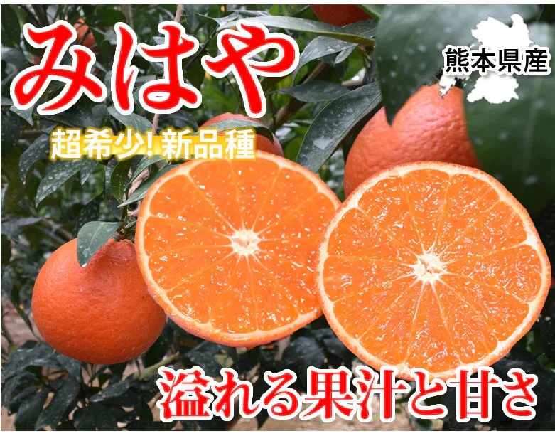 みはや みかん 送料無料 秀品 2kg 希少品種 美早 熊本県産 蜜柑 早生みかん ミカン
