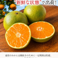 【大容量】熊本県産 訳あり 小玉 みかん 9kg 熊本 送料無料 小玉みかん ミカン フルーツ お取り寄せ 柑橘 フルーツ 果物   《9月中旬-10月中旬頃より発送予定》