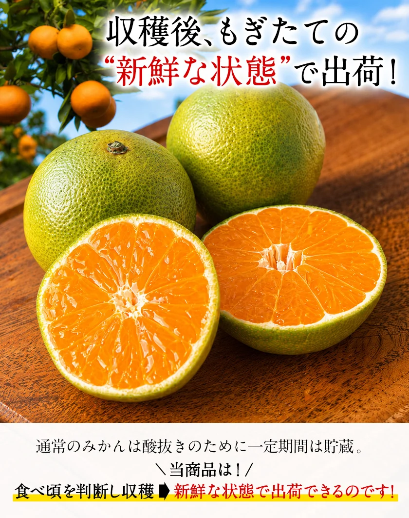 【大容量】熊本県産 訳あり 小玉 みかん 9kg 熊本 送料無料 小玉みかん ミカン フルーツ お取り寄せ 柑橘 フルーツ 果物   《9月中旬-10月中旬頃より発送予定》