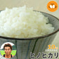 新米 滋賀県彦根産 ヒノヒカリ 白米 10kg 西村悟 令和6年産 環境こだわり農産物