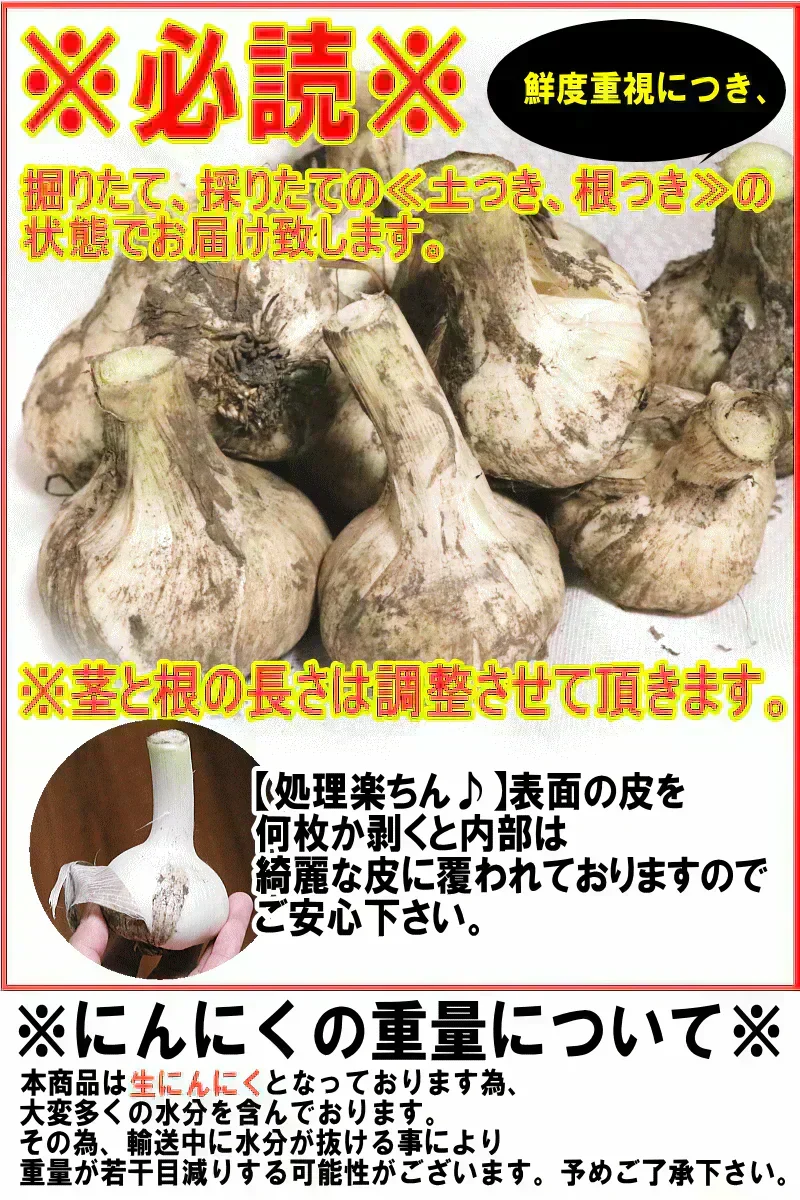 【即日発送】青森県産 幻の生にんにく 1kg【冷蔵便】 令和8年度産 Mサイズ以上L～2L混合