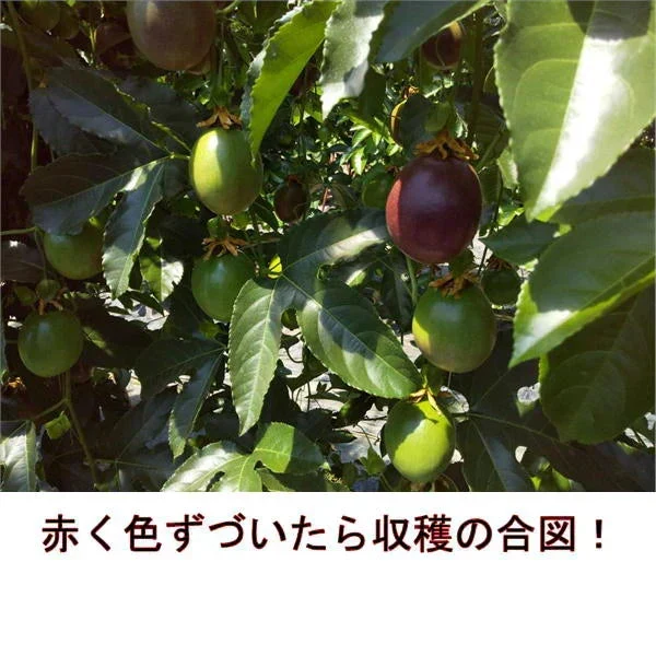 【熊本産】パッションフルーツ 約1kg（約9～15玉）清田さんのパッションフルーツ 60サイズ