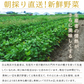 【8月中旬～9月上旬頃発送】白山 だだちゃ豆 1kg 枝豆 えだまめ まめ マメ 生豆