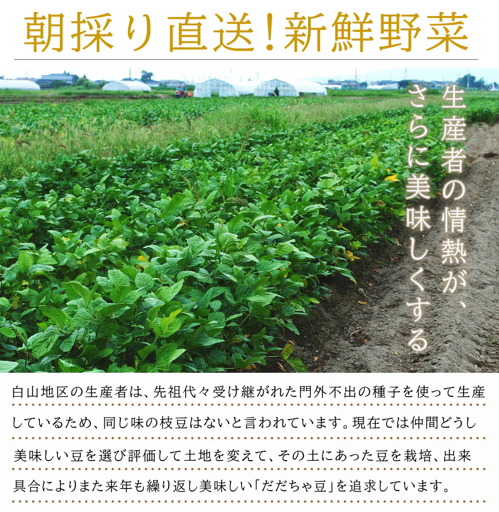【8月中旬～9月上旬頃発送】白山 だだちゃ豆 1kg 枝豆 えだまめ まめ マメ 生豆