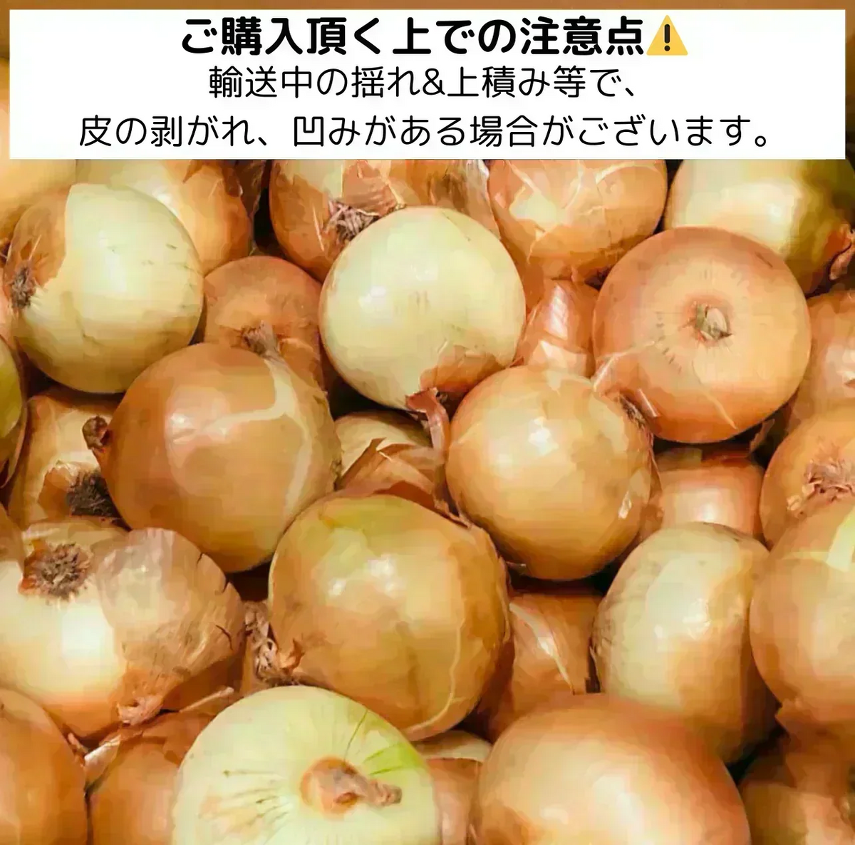 【10営業日以内に発送】有名飲食店やホテルも愛用！ つやつやたまねぎ 約1.6kg（1500-1700gでお届け）玉ねぎ 玉葱 野菜 青果 市場直送【カウシェファーム収穫対象商品】