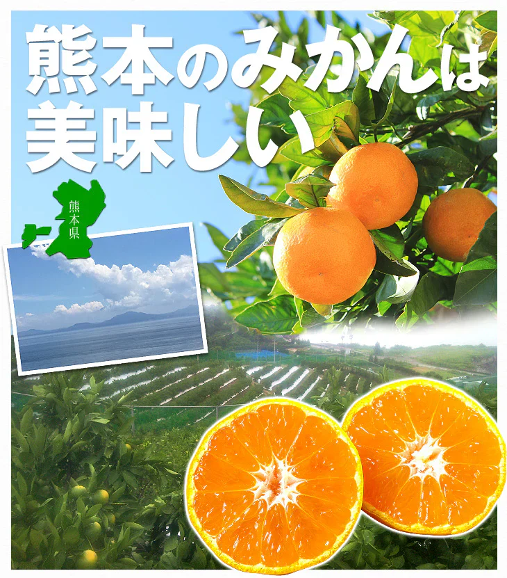 みかん　熊本産　おいしいみかん　1.5kg　サイズおまかせ　ご家庭用（発送予定：11月中旬より）