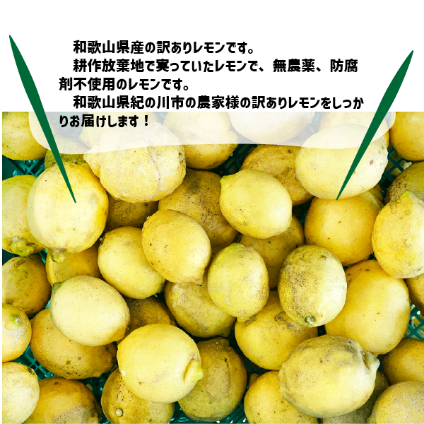 和歌山県産 減農薬 レモン 黄色 約8kg 国産レモン 防腐剤・ワックス不使用 訳あり 紀の川市 数量限定