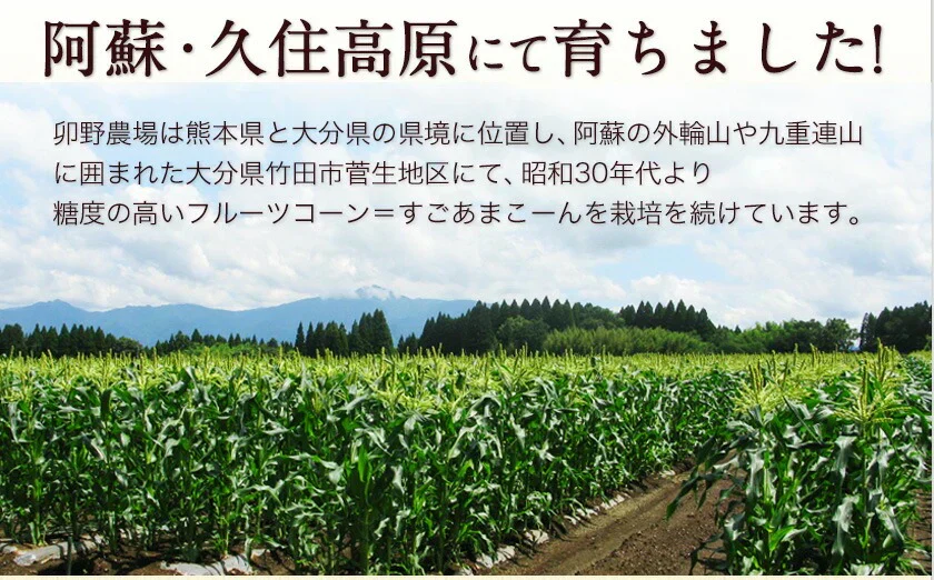 【TVで紹介】とうもろこし 卯野農場 すごあまこーん 12本入り 【3L~Lサイズ / 約3.6kg-4.8kg前後】  朝採り スイートコーン 《7-14営業日以内に発送予定（土日祝除く）》