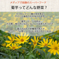 【140g(70g×2）】きくいも焙煎チップス 菊芋チップス 国産 ロースト 自家焙煎 野菜チップス 熊本県産 無農薬 自然農法 JASオーガニック規格 イヌリン 食物繊維