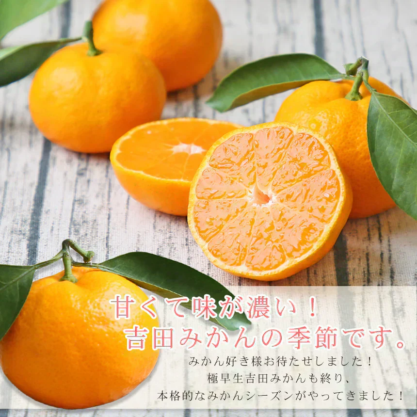 みかん　吉田みかん　５ｋｇ　ｆ吉０５　家庭用　M～2L　愛媛　吉田　果物　フルーツ　柑橘　ミカン　蜜柑　　訳あり　送料無料