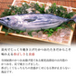 天然カツオのたたき 1.2kg 炭焼き 太平洋産