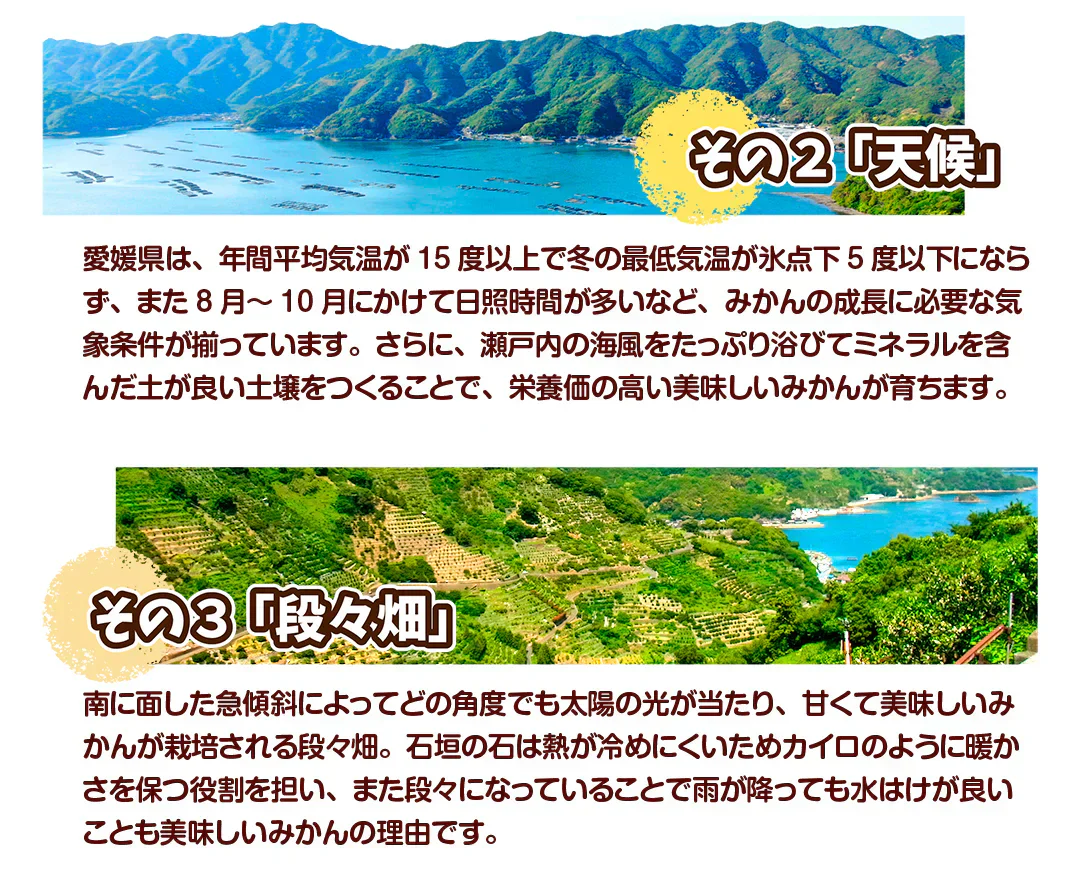 みかん　愛媛産　10kg　早生　サイズおまかせ　ご家庭用