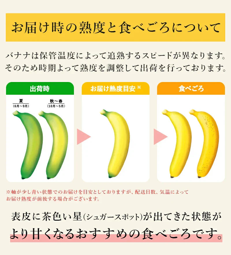 【バナナの王様！】完熟王 バナナ 2kg (約8-15本) ※1.5kg +500g保証分 朝食 おやつ