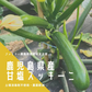 【農家直送！】鹿児島産 -甘塩ズッキーニ-（2kg,10-12本前後）採れたて新鮮！ / 野菜 / ズッキーニ/ チーズ / グラタン / カレー / ツナマヨ / 炒め物 / 煮物 / サラダ / 新鮮 / 農産物 / 無農薬 / 送料無料【特産品・ご当地特集】