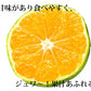 みかん 訳あり 送料無料 1.5kg  熊本みかん 熊本県産 極早生みかん 蜜柑 ミカン
