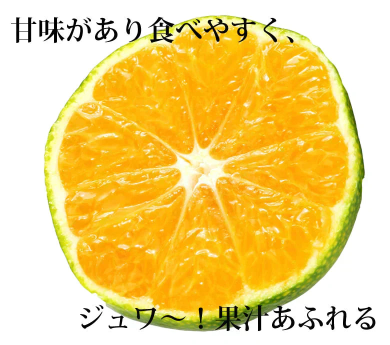 みかん 訳あり 送料無料 1.5kg  熊本みかん 熊本県産 極早生みかん 蜜柑 ミカン