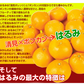 みかん　大分産　はるみ　1.5kg　ご家庭用（発送予定：2025年3月中旬より）
