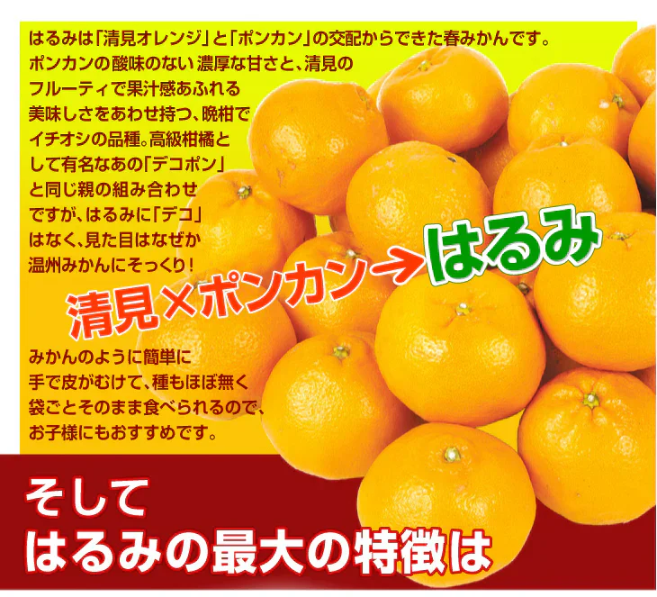 みかん　大分産　はるみ　1.5kg　ご家庭用（発送予定：2025年3月中旬より）