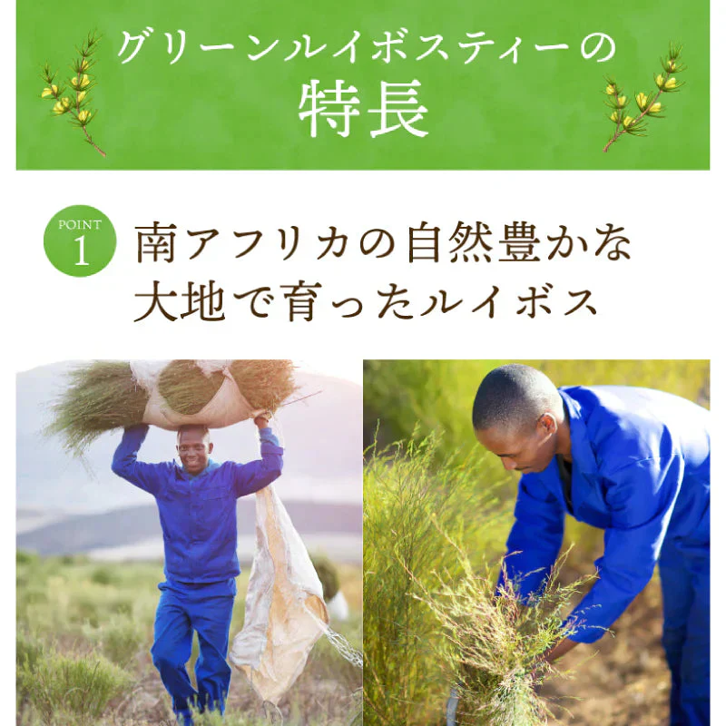 ゴールデングリーンルイボスティー50個入　水出し ティーバッグ ハーブティー ノンカフェイン お茶