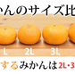 大玉みかん 10kg 2L～4L 秀品 金峯 青島 みかん 送料無料 温州みかん 熊本県産 蜜柑 ミカン フルーツ