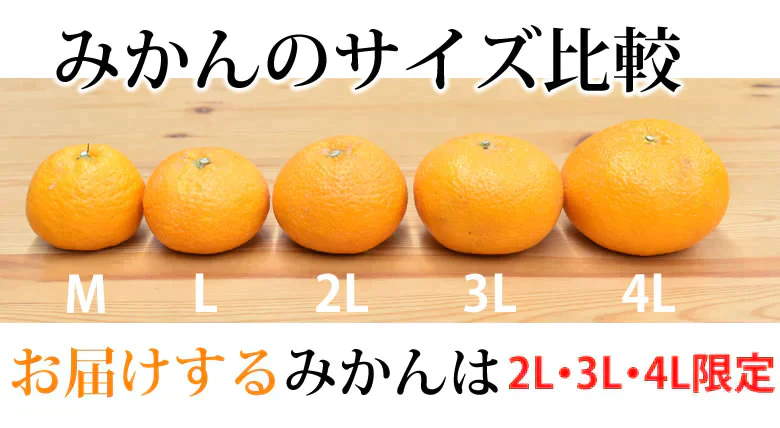 大玉みかん 10kg 2L～4L 秀品 金峯 青島 みかん 送料無料 温州みかん 熊本県産 蜜柑 ミカン フルーツ