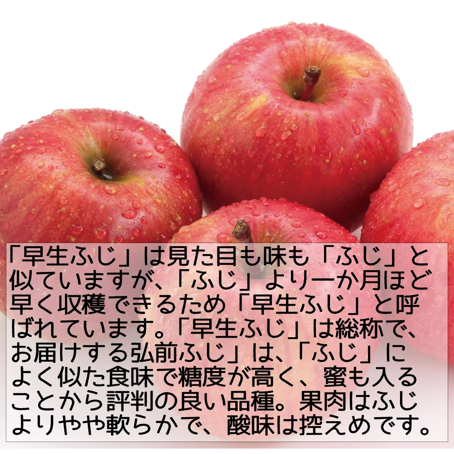 青森県産　家庭用　早生ふじ（弘前ふじ）　5kg　全国送料無料！