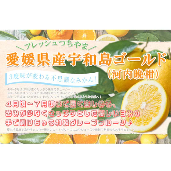 みかん　宇和島ゴールド　２ｋｇ　ｆゴ０２　２箱ご購入でもう１箱おまけ　家庭用　河内晩柑　ゴールド　愛南ゴールド　美生柑　夏文旦　宇和ゴールド　フレッシュつちやま　吉田みかん　愛媛　吉田　宇和島　青果　果物　ミカン　蜜柑　柑橘　フルーツ　送料無料　訳あり