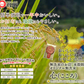 無洗米 5kg 九州発 九州産 米 無洗米 心 5kg×1 九州の水2L×4本セット 送料無料　当店人気No.1 「心」令和5年産