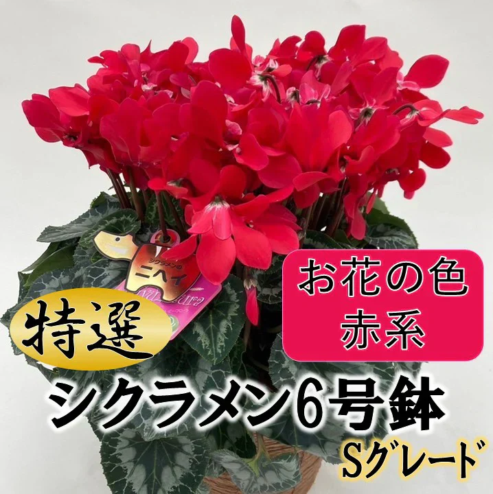 【送料無料】シクラメンＳグレード　赤系【6寸】
