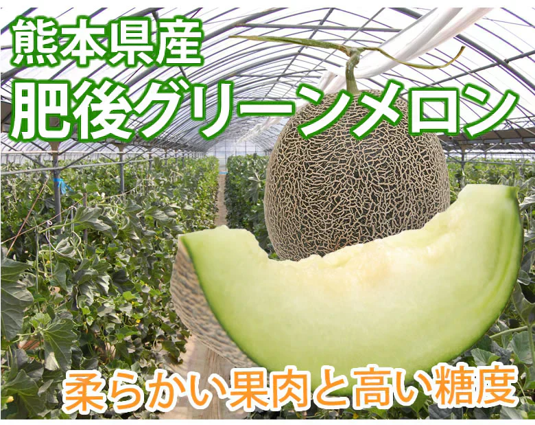 メロン 肥後グリーンメロン 送料無料 1玉 M～3L 熊本県産 肥後グリーン