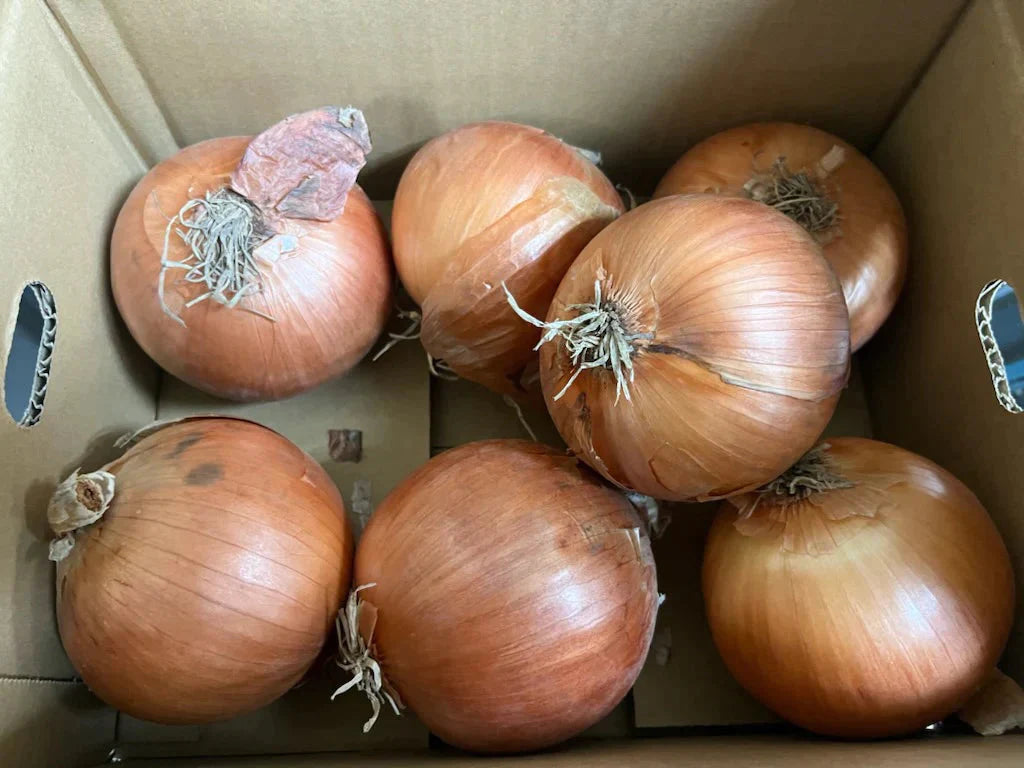 たまねぎ 約2kg 送料無料【ご新規さん限定商品】　60サイズ