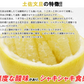 土佐文旦 訳あり 4kg 送料無料 ご家庭用 箱買い サイズミックス みかん 柑橘 フルーツ 果物 産地直送 愛媛県産 YDF-008