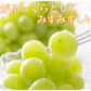 【9月上旬～中旬頃より順次出荷】ロザリオビアンコ ぶどう 送料無料 2kg 3～5房 〈クール便でお届け〉 福岡・熊本県産 シャインマスカット 葡萄 ブドウ